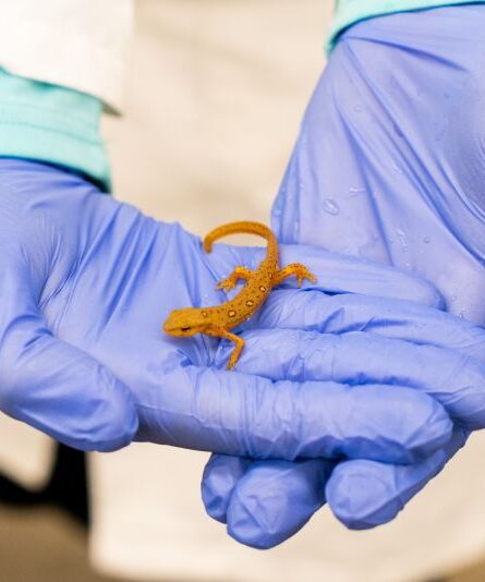 Researcher holding a newt wearing lab gloves 