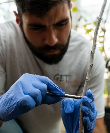 Researcher working with stem sample of sapling tree 